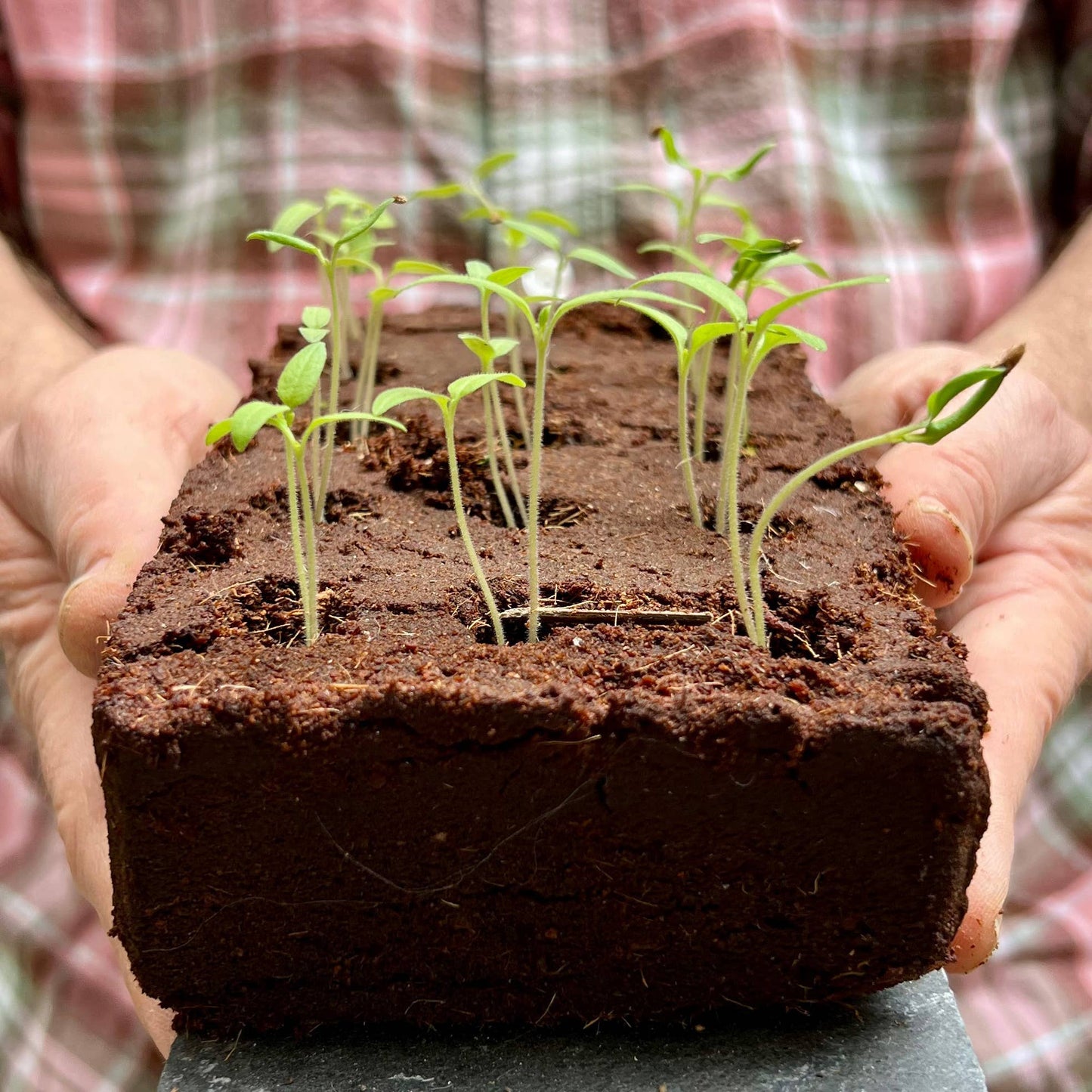 The Edible Flower Growbar