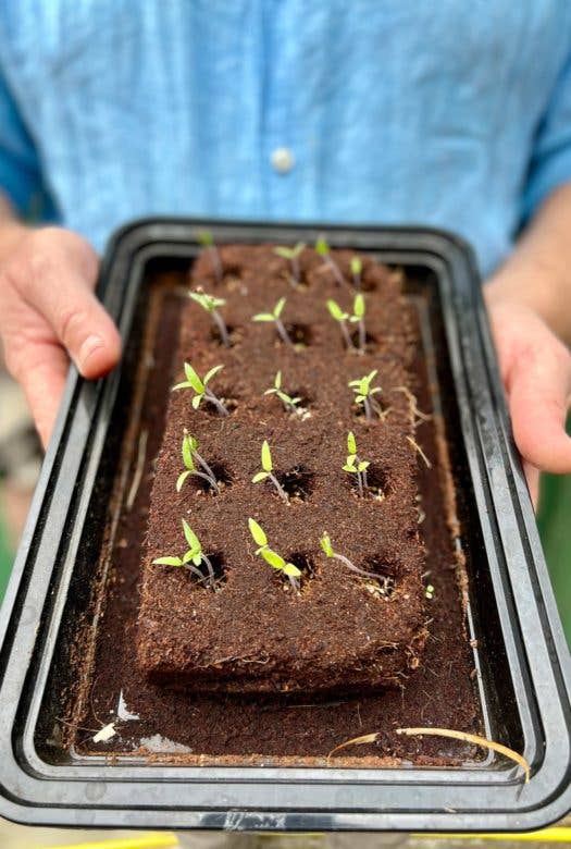 Showing seedlings from the Butterfly Growbar