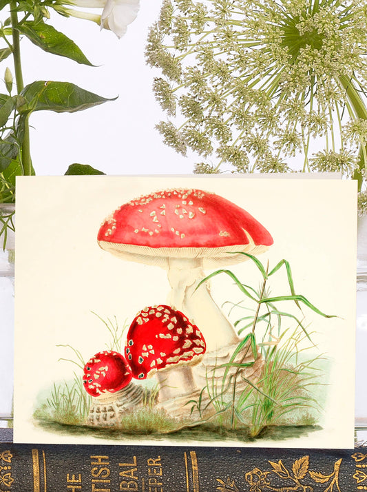 A charming, vintage inspired card featuring lovely, red woodland mushrooms, evoking memories of a crisp autumn stroll in the woods. The ideal card to send for any event.