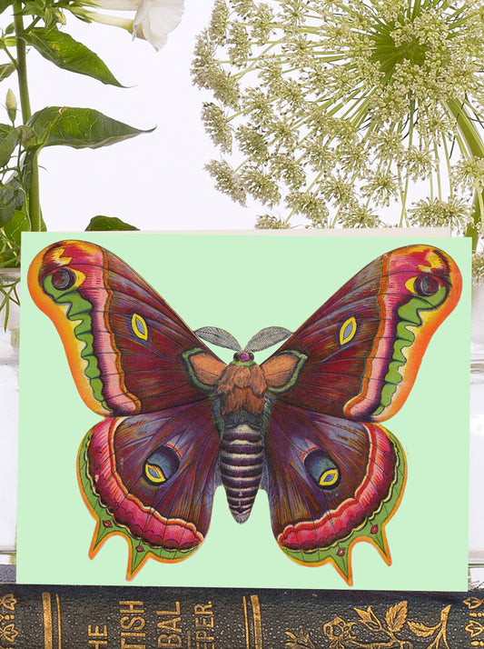 A stunningly vibrant moth with a vintage feel set against a verdant backdrop. Little vintage card, perfect to send for a thank you.